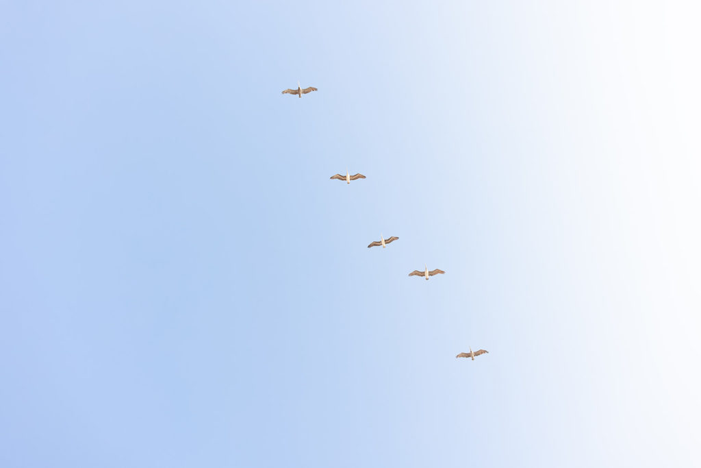 birds flying high in a blue sky