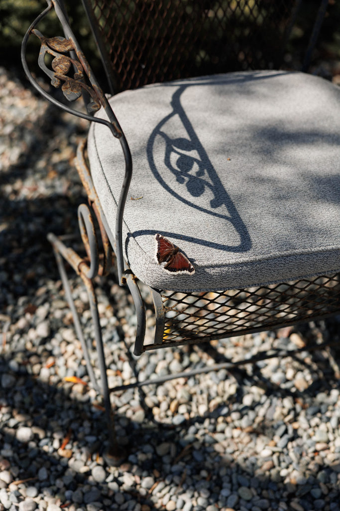 butterfly lands on a chair