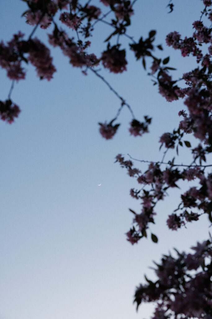 moon framed by flowers in the sky