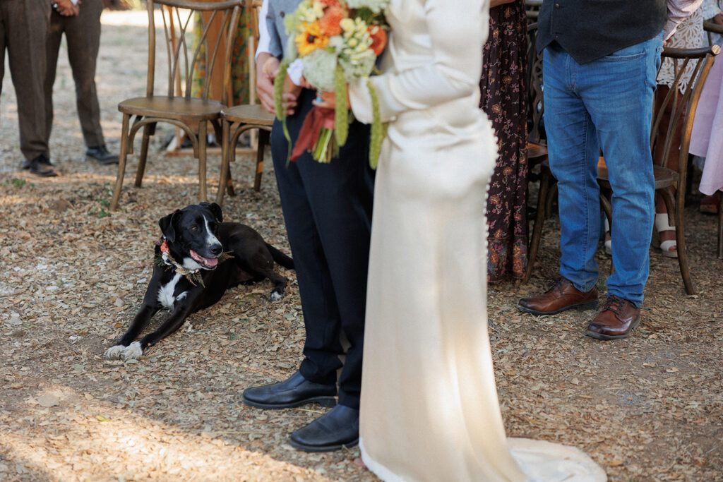 Family dog joining during the ceremony 